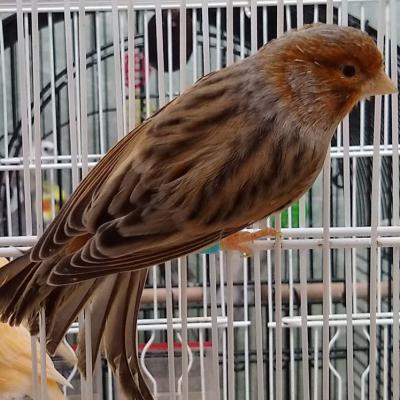 Hogar De Pajaritos 121689780 