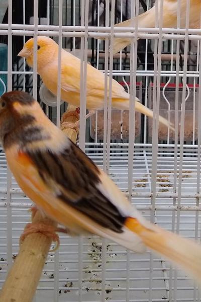 Hogar De Pajaritos 121736468