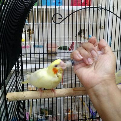 Hogar De Pajaritos 34033167