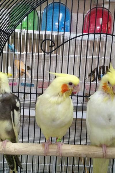 Hogar De Pajaritos 34276655