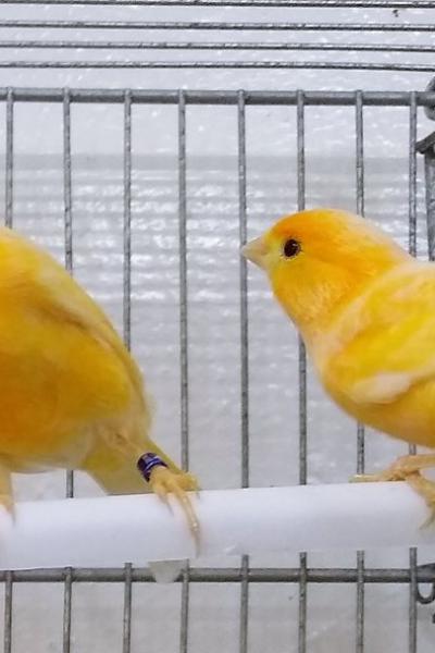 Hogar De Pajaritos 73375427