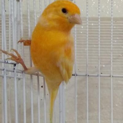 Hogar De Pajaritos 7341776