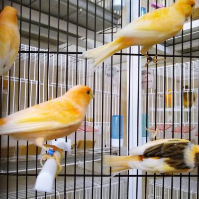 Hogar De Pajaritos 7421448