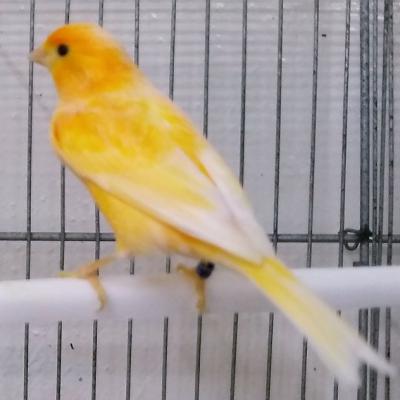 Hogar De Pajaritos 75474075