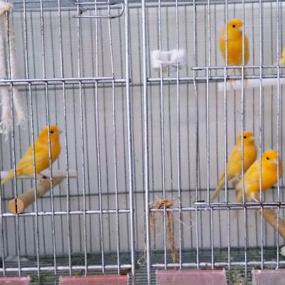 Hogar De Pajaritos 75561534