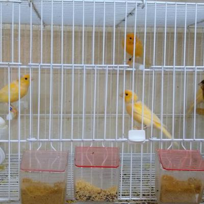 Hogar De Pajaritos Canarios Jaula 01